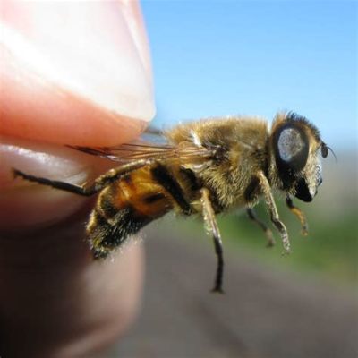 do bees like music that mimics their natural environment