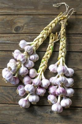 how to braid garlic for drying how to choose the best garlic for braiding